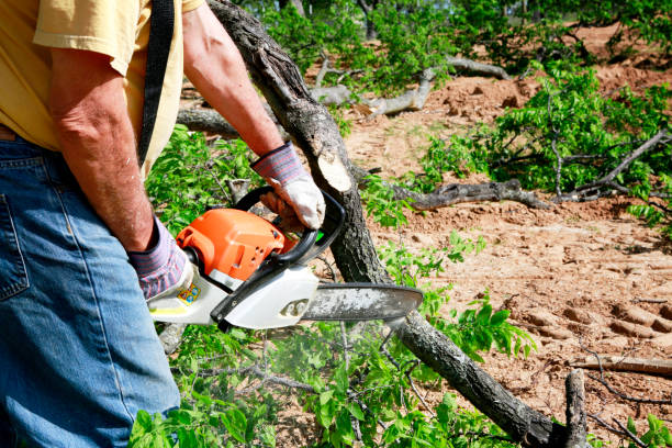 Best Tree and Shrub Care  in Buffalo Center, IA